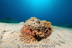Stonefish (synanceia verrucosa) taken in Na'ama Bay. by Stephan Kerkhofs 